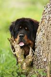 DOGUE DU TIBET 809